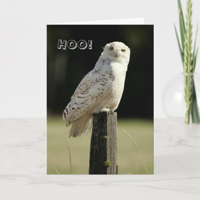 Great Snowy White Owl, Thinking Of you Card (Front)