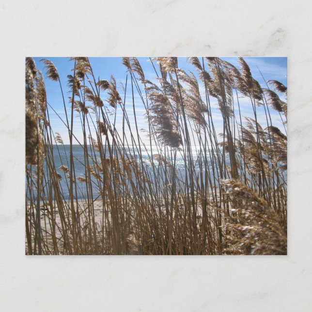 Great South Bay at Blue Point, NY Postcard (Front)