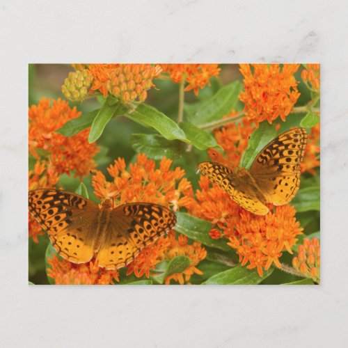 Great Spangled Fritillaries on Butterfly Milkweed Postcard