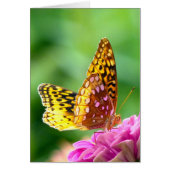 Great Spangled Fritillary (Front)