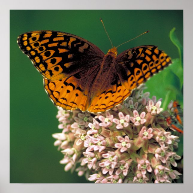 Great Spangled Fritillary Butterfly Poster (Front)