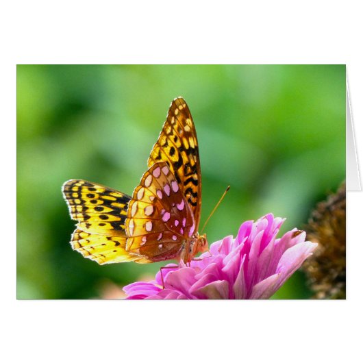 Great Spangled Fritillary Cards (Front Horizontal)