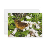 Great Spangled Fritillary on Mountain Laurel