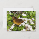 Great Spangled Fritillary on Mountain Laurel