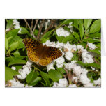 Great Spangled Fritillary on Mountain Laurel