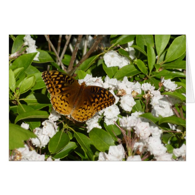 Great Spangled Fritillary on Mountain Laurel (Front Horizontal)