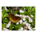 Great Spangled Fritillary on Mountain Laurel Cards