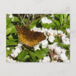 Great Spangled Fritillary on Mountain Laurel Postcard