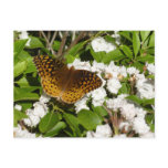 Great Spangled Fritillary on Mountain Laurel Postcard