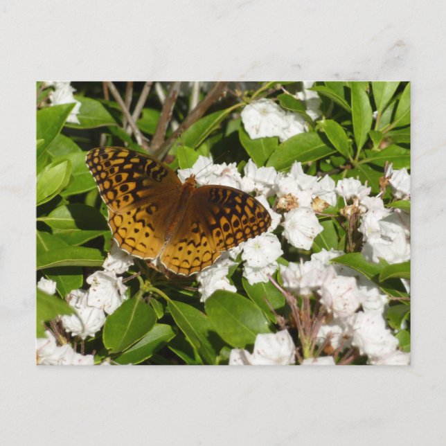 Great Spangled Fritillary on Mountain Laurel Postcard (Front)