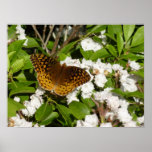 Great Spangled Fritillary on Mountain Laurel Poster