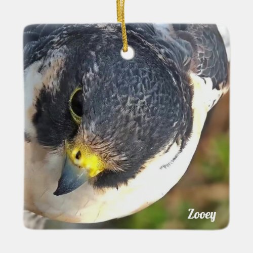 Great Spirit Bluff Falcons Newman and Zooey II Ceramic Ornament