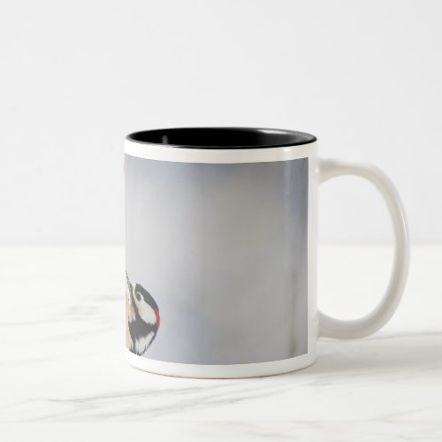 Great Spotted Woodpecker Dendrocopos major Two_Tone Coffee Mug