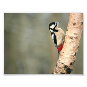 Great Spotted Woodpecker on a Silver Birch Photo Print