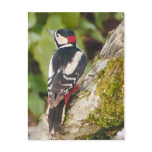 Great Spotted Woodpecker Postcard