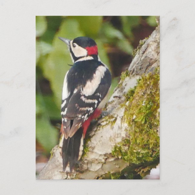 Great Spotted Woodpecker Postcard (Front)