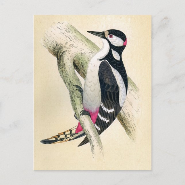 Great Spotted Woodpecker Postcard (Front)