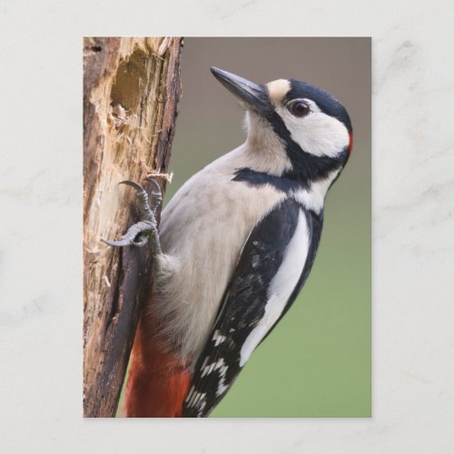 Great Spotted Woodpecker   Postcard