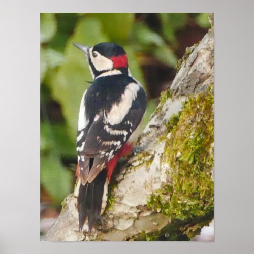 Great Spotted Woodpecker Poster