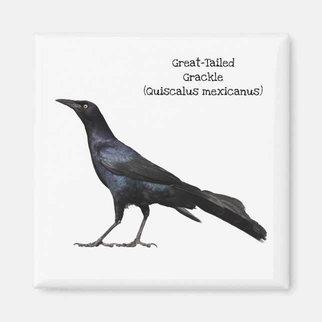 Great-Tailed Grackle Magnet (Front)
