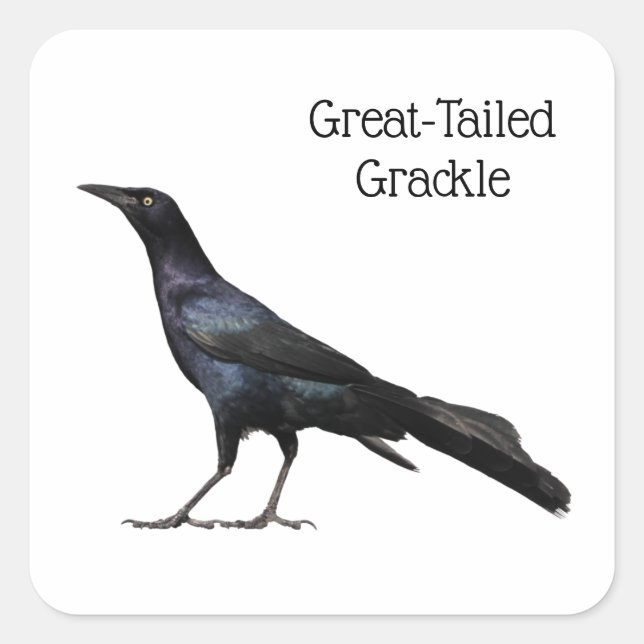Great-Tailed Grackle Square Sticker (Front)