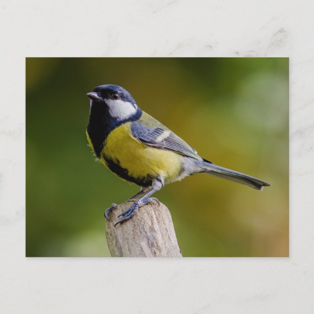 Great Tit in autumn Postcard (Front)