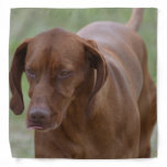 Great Vizsla Dog Bandana