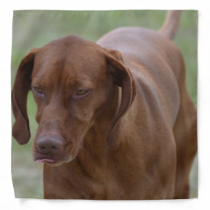 Great Vizsla Dog Bandana
