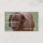 Great Vizsla Dog Business Card