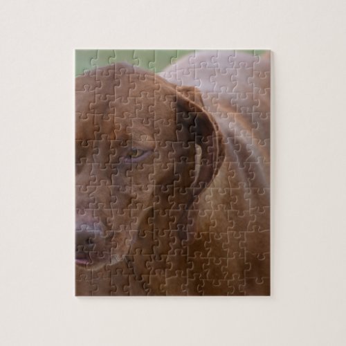 Great Vizsla Dog Jigsaw Puzzle