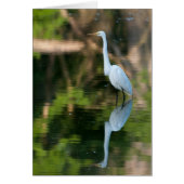 Great White Egret (Front)