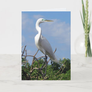 Great White Egret (0848) Card