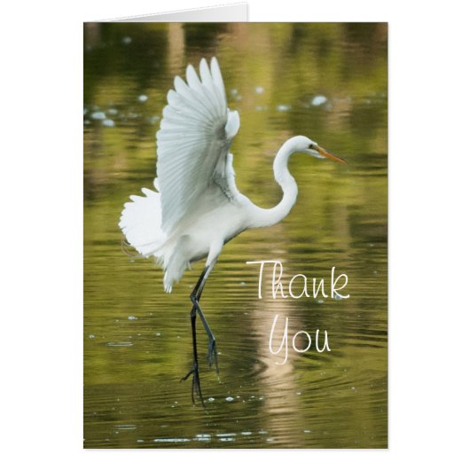 Great White Egret Cards (Front)