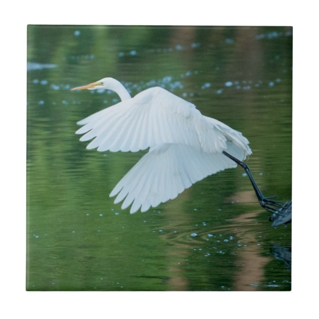 Great White Egret Ceramic Tile (Front)