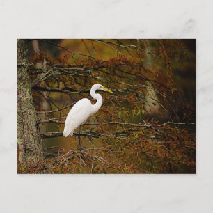 Great White Egret in Fall Colors Postcard