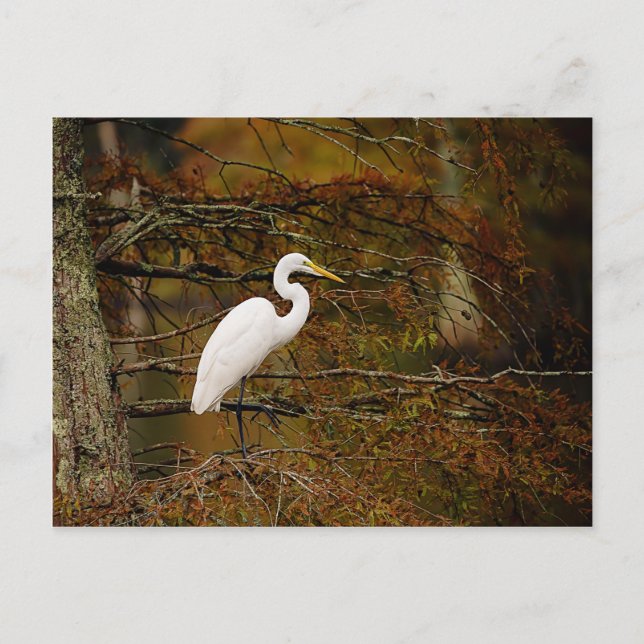 Great White Egret in Fall Colors Postcard (Front)