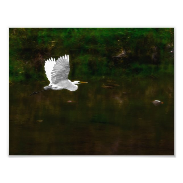 Great White Egret in Flight Over River Photo Print (Front)