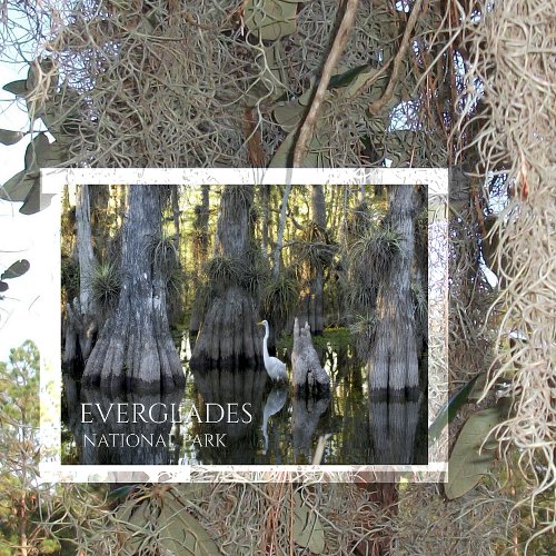 Great White Egret in Marsh Reflection Everglades Postcard