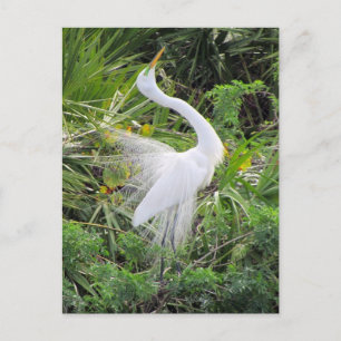 Great White Egret Love Dance Postcard