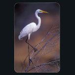 Great white egret magnet<br><div class="desc">Great white egret</div>