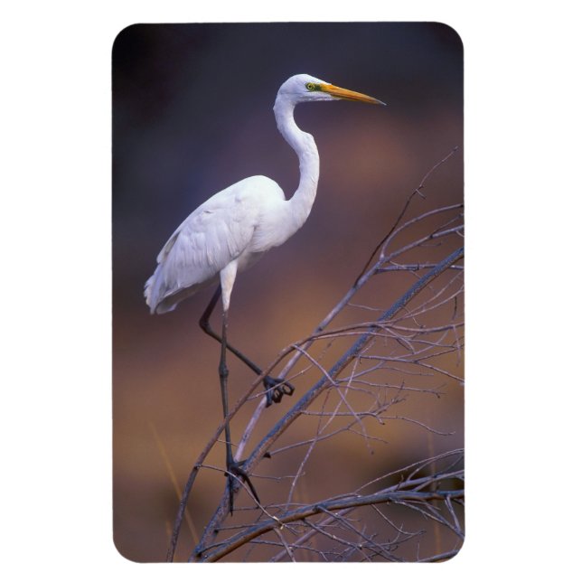 Great white egret magnet (Vertical)