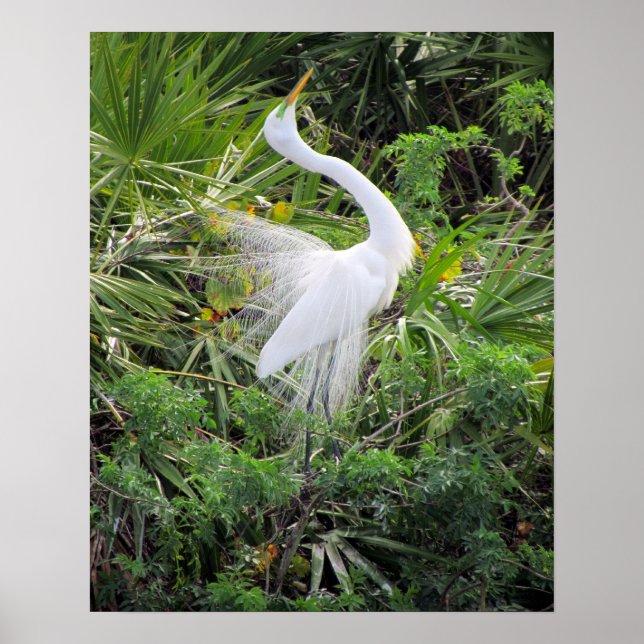 Great White Egret Mating Dance Poster (Front)