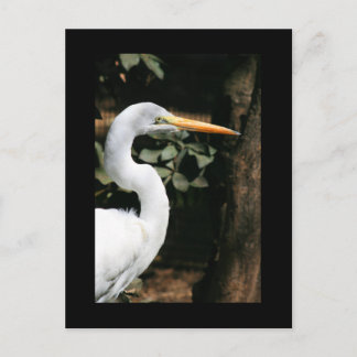 Great White Egret Postcard