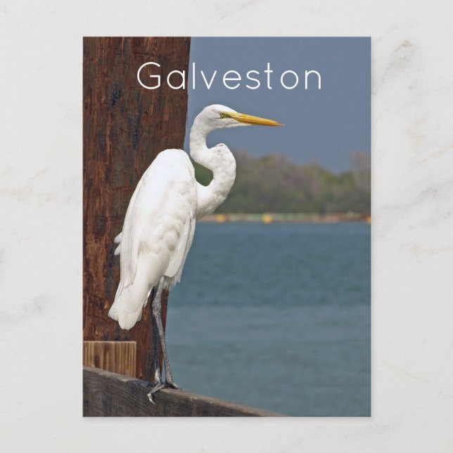 Great White Egret Postcard (Front)