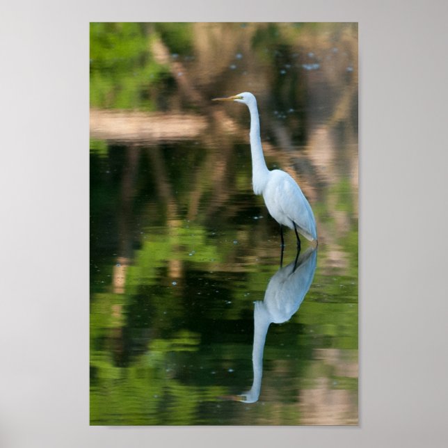 Great White Egret Poster (Front)