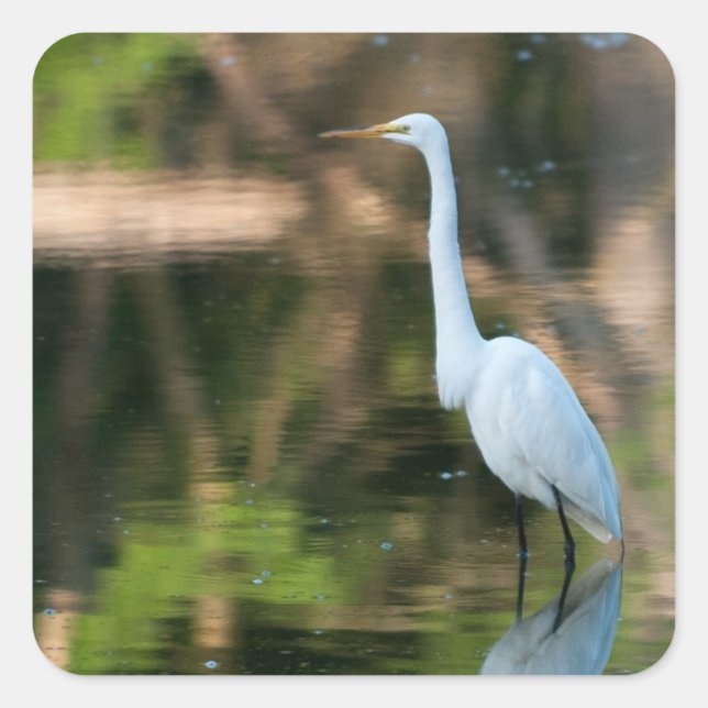 Great White Egret Square Sticker (Front)