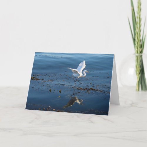 Great White Egret walks on Water Card
