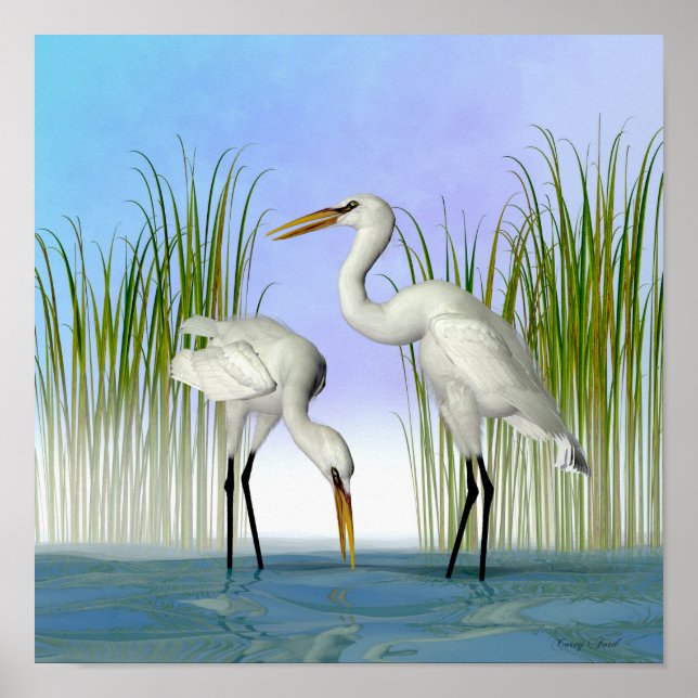 Great White Egrets Poster (Front)