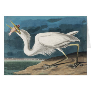 Great White Heron Audubon Bird Wildlife Painting