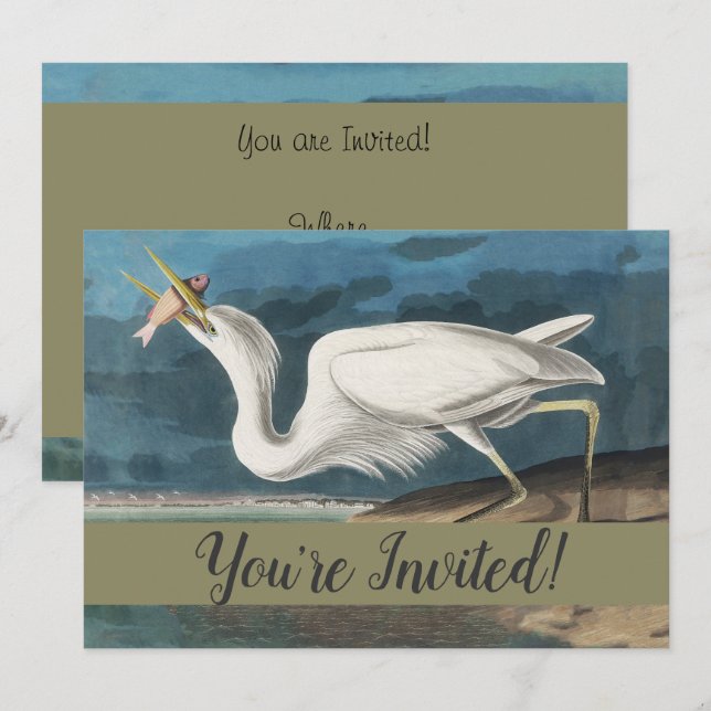 Great White Heron Audubon Bird Wildlife Painting Invitation (Front/Back)